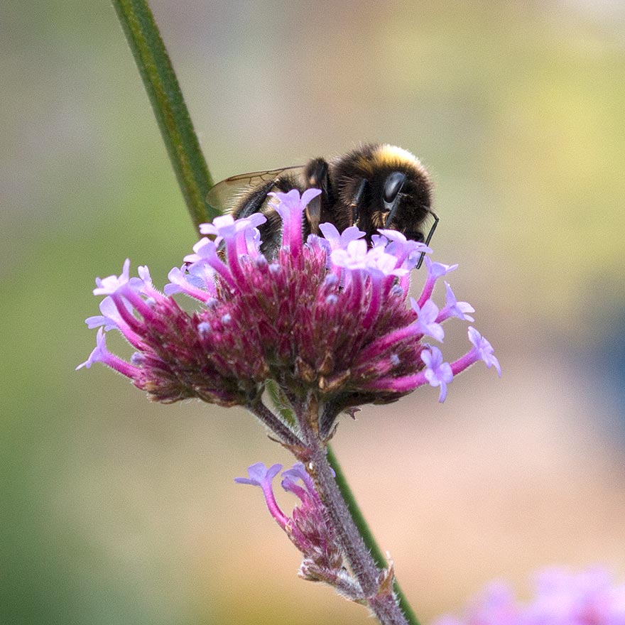 Image of bee on flower